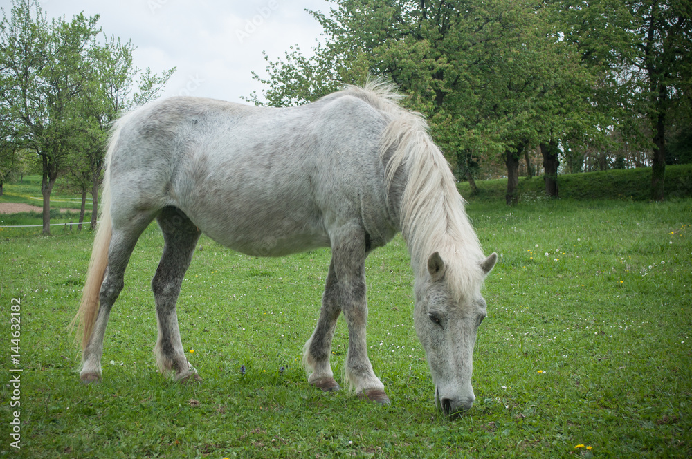 Cheval gris en liberté dans une prairie Cheval gris en liberté dans une prairie
