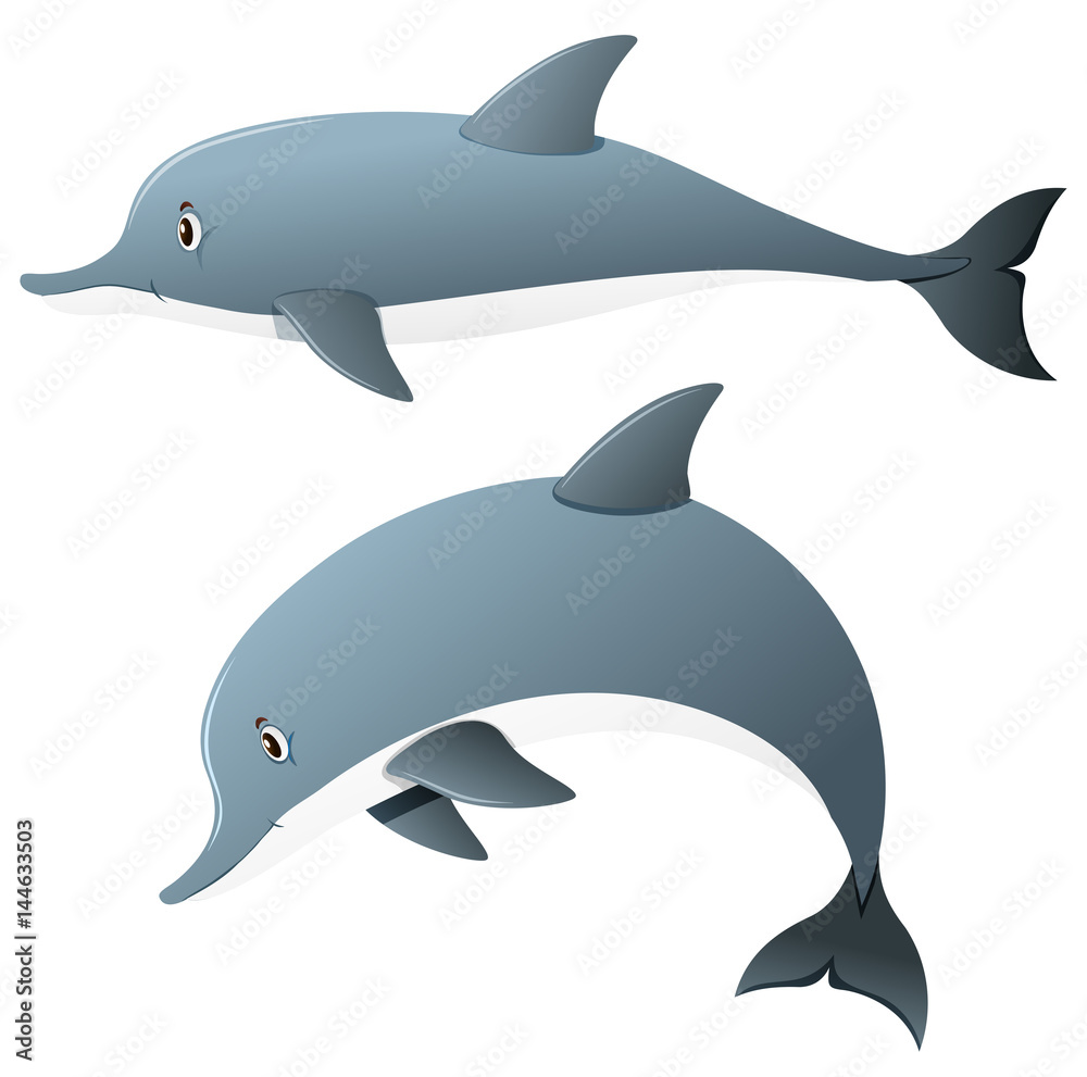 Fototapeta premium Dolphins in two actions