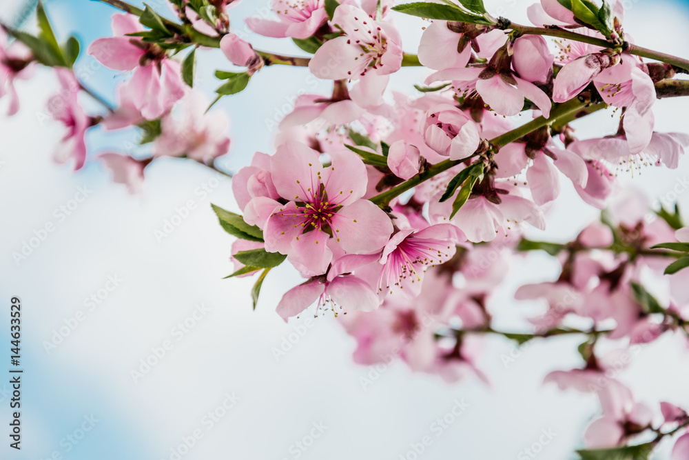 Нежные цветы персикового дерева и чистое голубое небо. Красивая нежная весенняя открытка