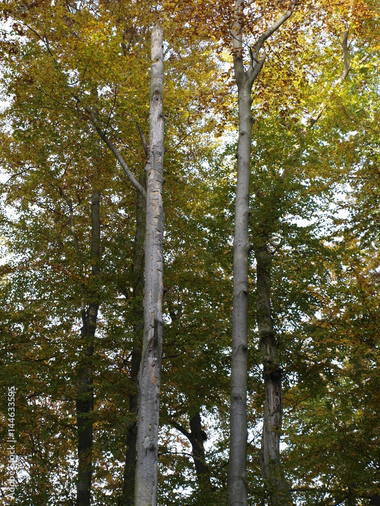 Fototapeta premium Baum, Wald, Laubwald, Natur, Stämme, Blatt, grün, Blätter
