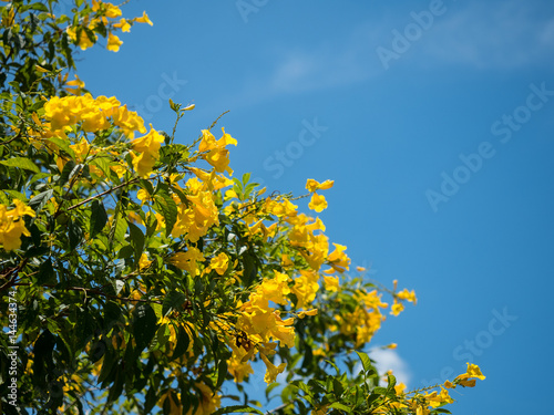 yellow bell  and the blue sky