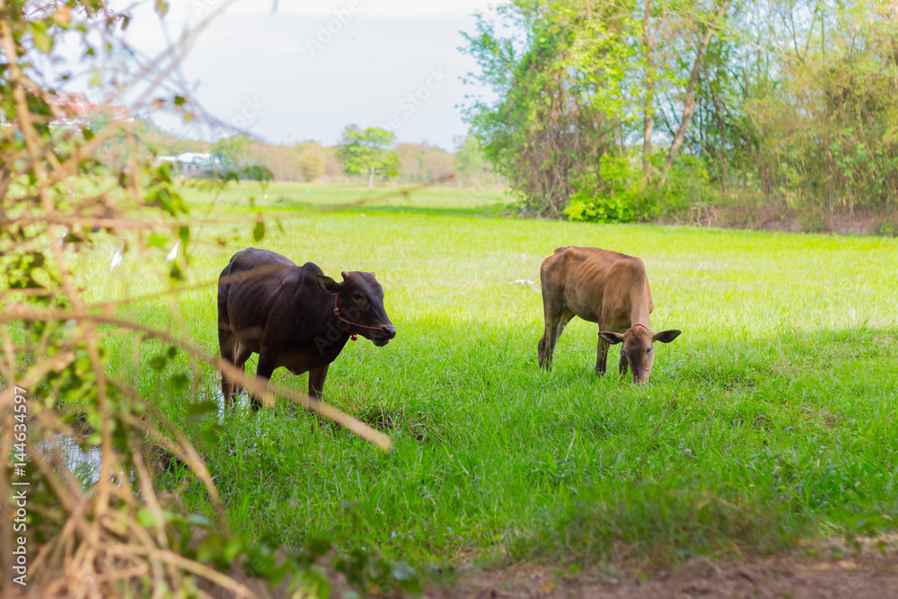 Fototapeta premium Cows grazing on farm with green field in good weather day