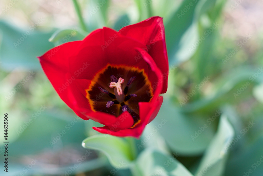 Fototapeta premium head of red tulip view from the top
