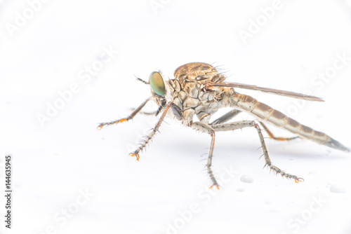 Brown Heath Robberfly (Arthropoda: Diptera: Asilidae: Machimus: Machimus cingulatus) descend and crawling on a white paper isolated with white background © naaimzerox2
