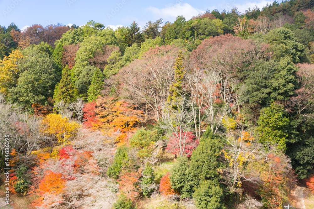 Nagoya, Obara Sakura in autumn