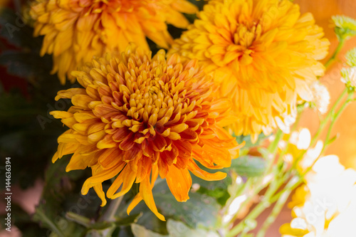 Yellow aster flowers