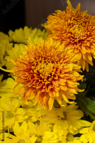 Yellow aster flowers