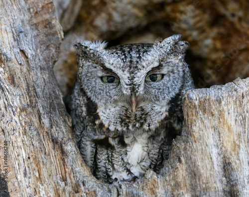 Eastern Screech Owl   © FotoRequest