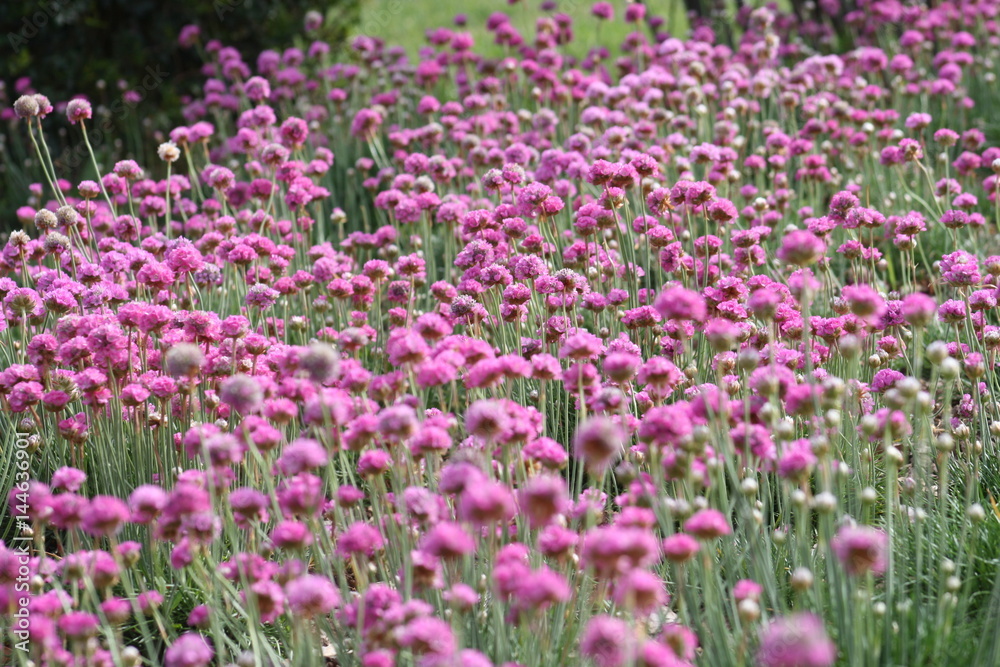 Campo de flores lila