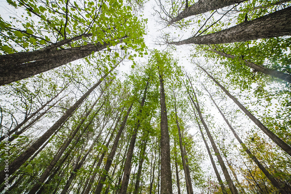 Obraz premium Park in Ukraine