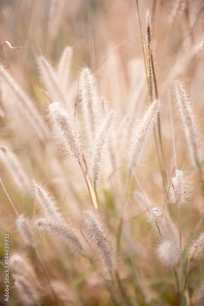 grass flower in the morning