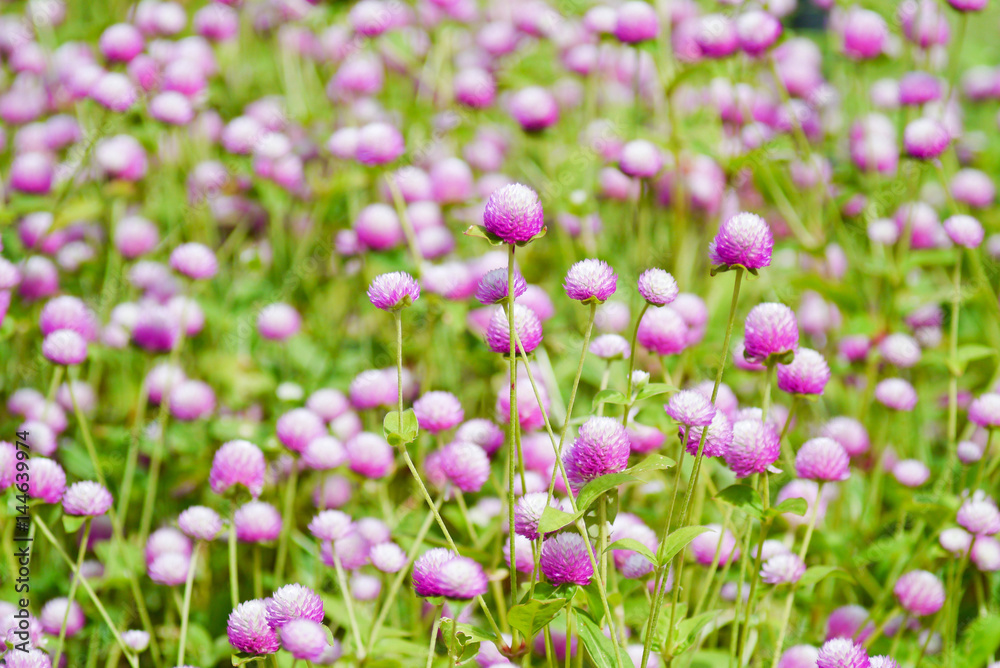 Globe amaranth flowers . Globe amaranth flowers .