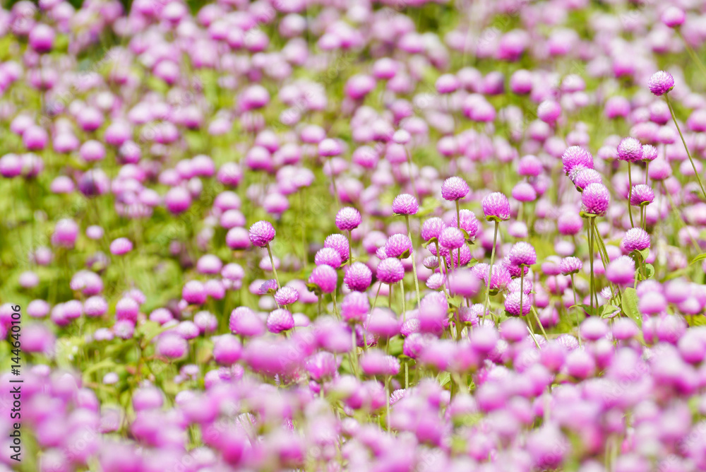 Obraz premium Globe amaranth flowers .