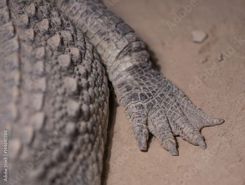 Crocodile, alligator skin