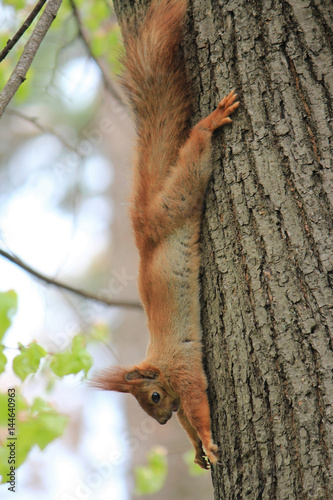 curious squirrel © sosnytskyi