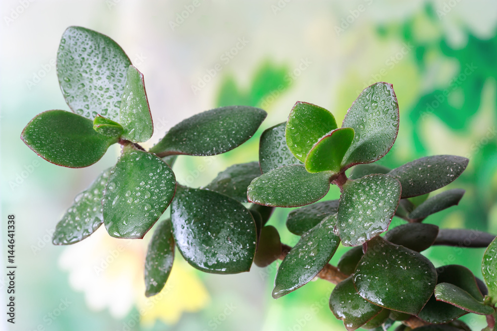 Crassula leaves background Crassula leaves background