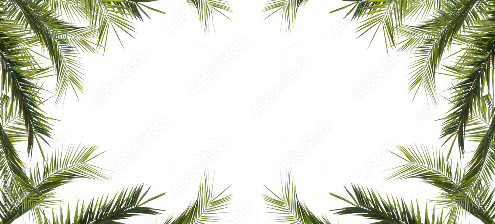frame of leaves of palms isolated on white background