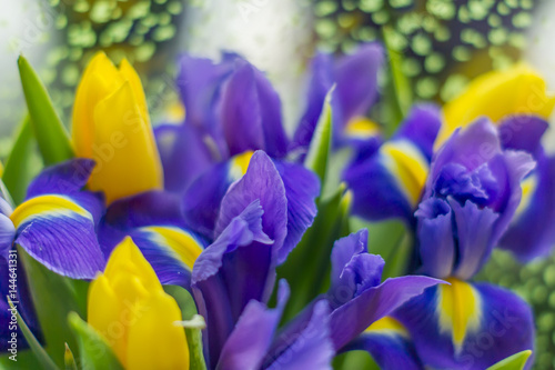Bouquet of violet iris flowers and yellow tulips
