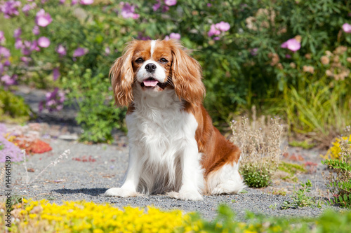 Fototapeta Naklejka Na Ścianę i Meble -  Portrait of lovely Cavalier King Charles spaniel