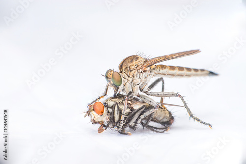 Brown Heath Robberfly (Arthropoda: Diptera: Asilidae: Machimus: Machimus cingulatus) eating a Flesh Fly (Sarcophaga crassipalpis Macquart) isolated with white background photo