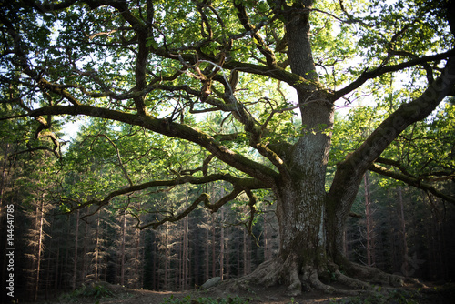 old oak