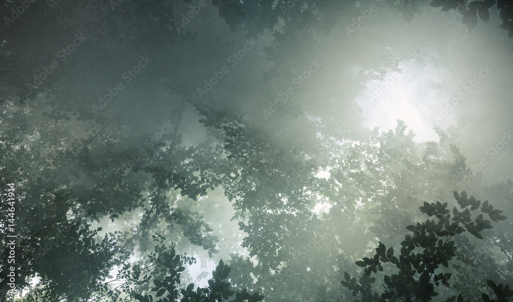 Fototapeta premium Morning sunlight makes its way through the leaves of the trees and the fog