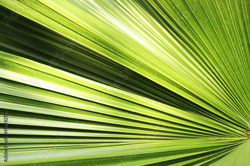 Beautiful green palm leaf close-up growing outdoors. Soft and blur conception © volhavasilevich