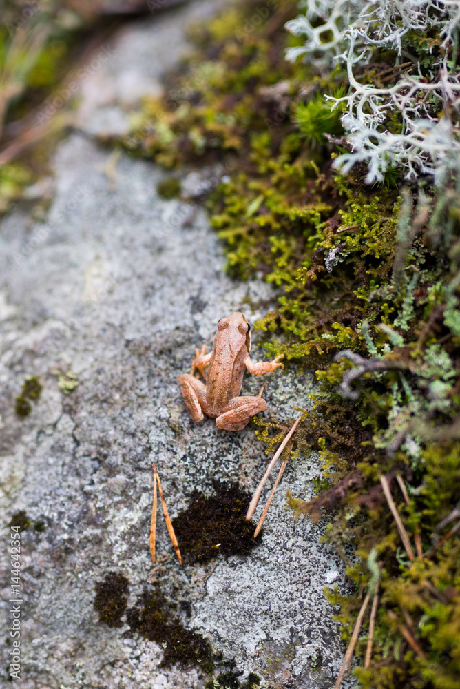Fototapeta premium baby frog