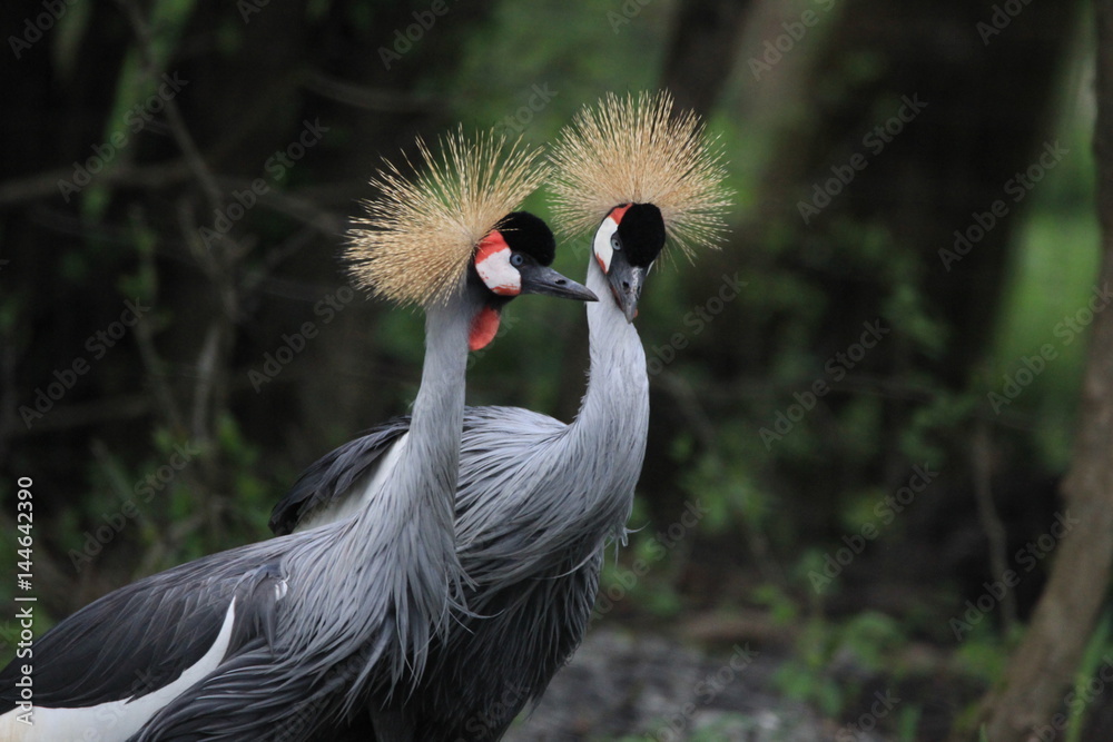 Fototapeta premium Grues couronnées