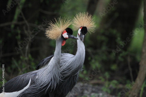 Grues couronnées
