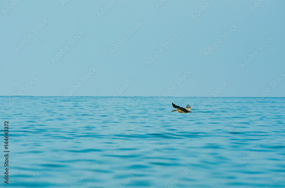 Naklejka premium Bird flying over the ocean