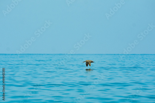 Bird flying over the ocean