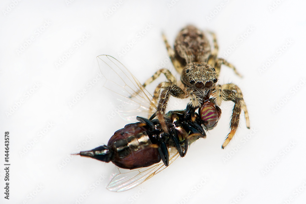 Jumping spider with prey Jumping spider with prey