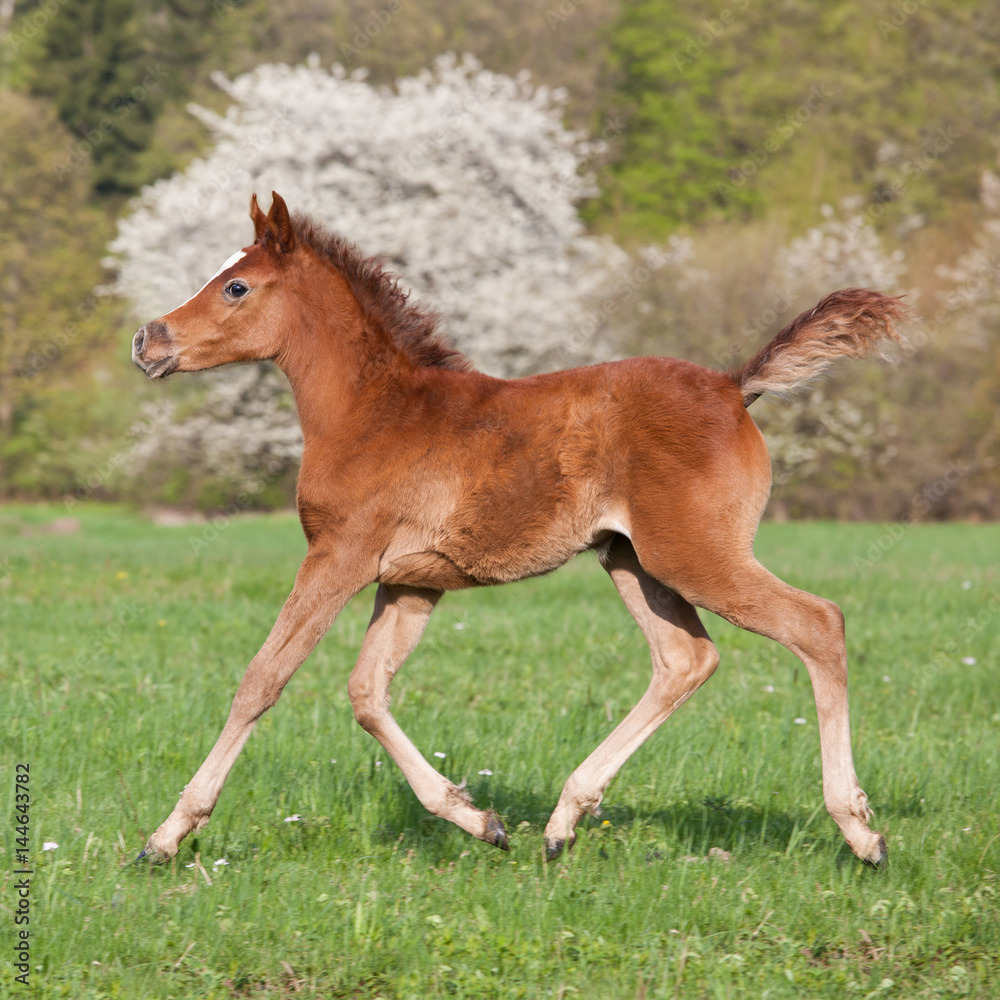 Nice little arabian foal running on pasture Nice little arabian foal running on pasture