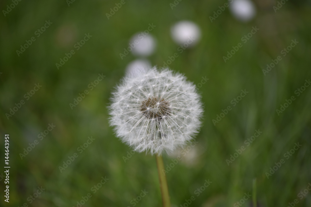 Fleurs : Pissenlit Fleurs : Pissenlit
