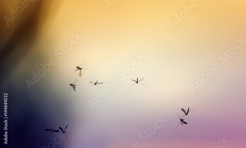  background with sunset and a bunch of flying mosquitoes