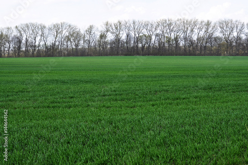   Good crops of winter wheat in the spring farm field