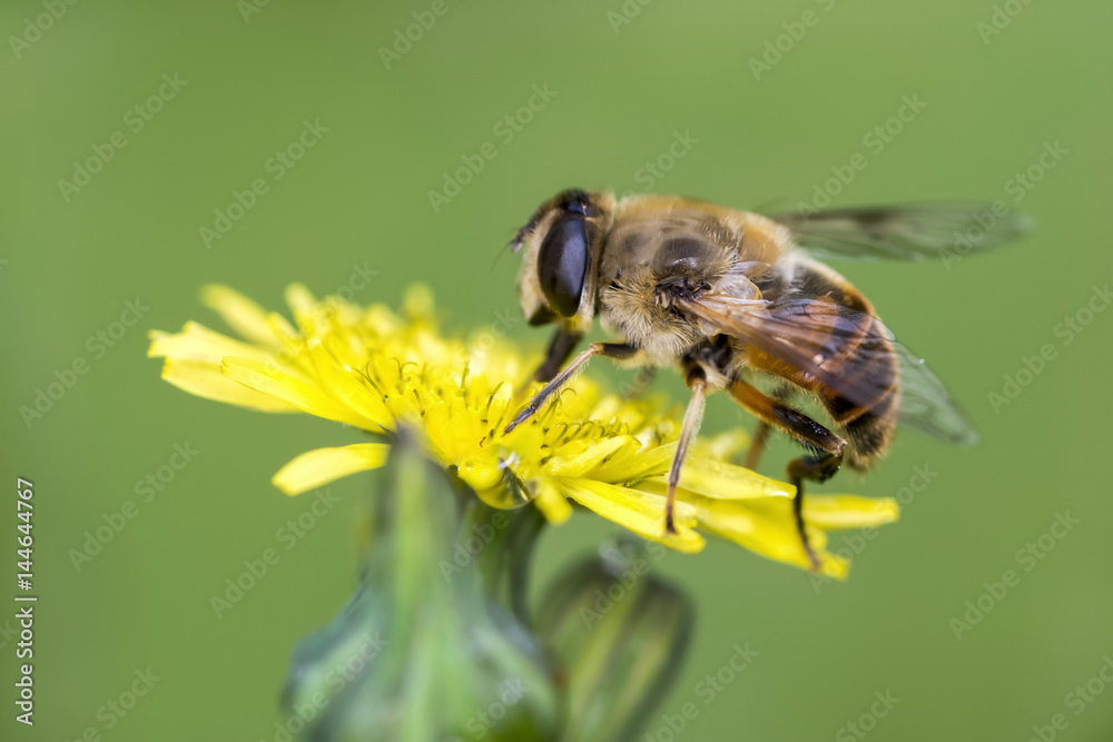 bee macro in green nature bee macro in green nature