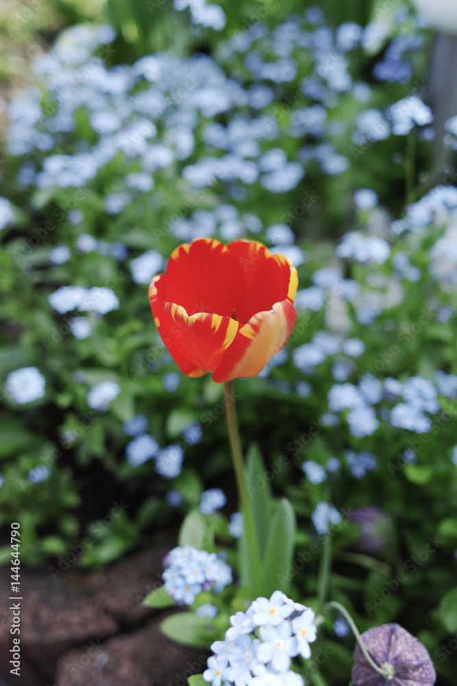 Obraz premium Colorful tulip with backgroung from Forget me not - spring blue garden flowers