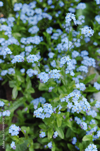 Forget me not - spring blue garden flowers © barmalini