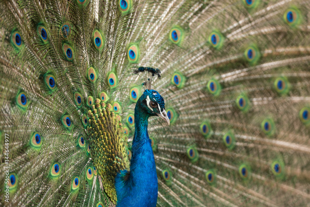 Fototapeta premium Beautiful peacock with feathers close-up