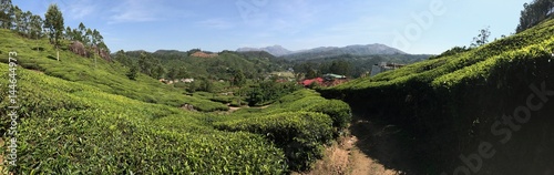 India Landscape Tea Fields