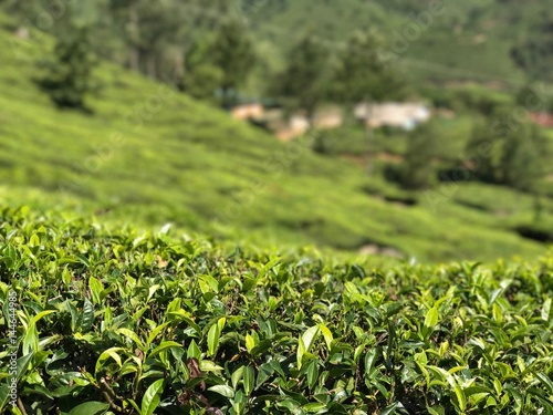 Munnar India Hills Tea