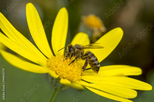 bee macro in green nature