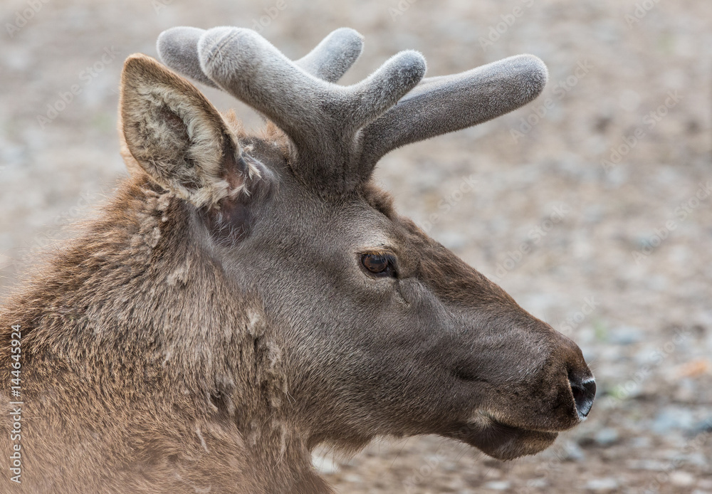 Portrait of a moose close-up
