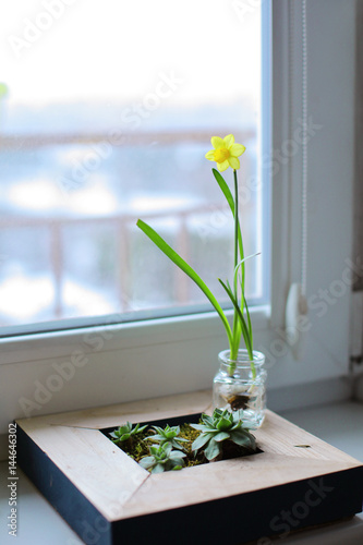 Fototapeta Naklejka Na Ścianę i Meble -  Small elegant narcissus in little glass jar stand on the wooden frame with succulent cultivated opposite the window in day light. Selective focus