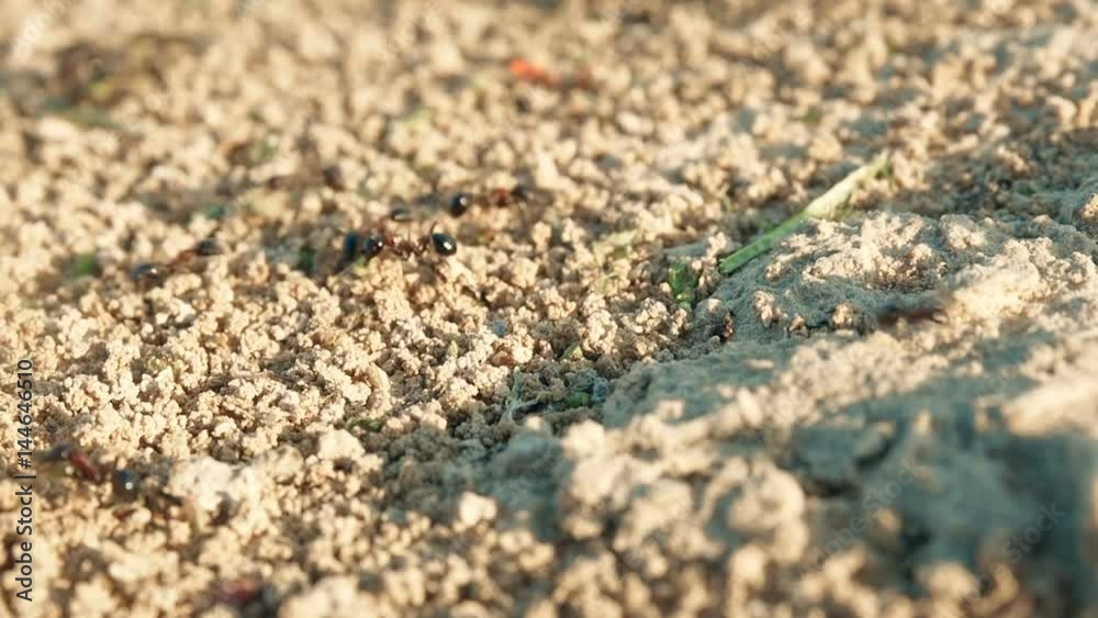 Colony Ants carry supplies in a hole in the ground close-up Colony Ants carry supplies in a hole in the ground close-up