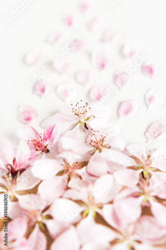 close up of light and soft petals of sakura on white background. Concept of love. feeling of spring. Flat lay.