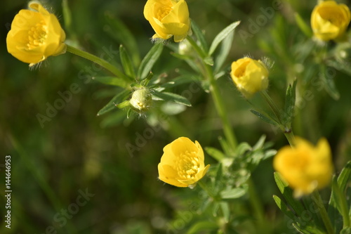 fleurs : bouton d'or