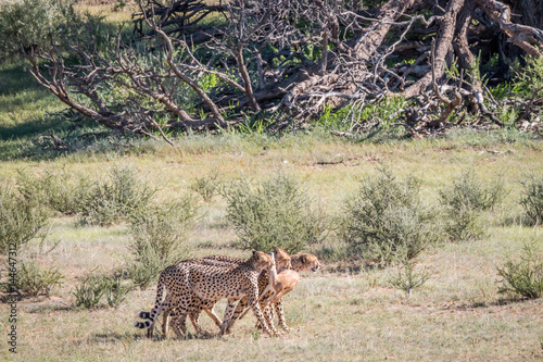 Cheetahs with a baby Springbok kill.